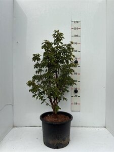 Acer griseum 80-100 cm cont. 20L