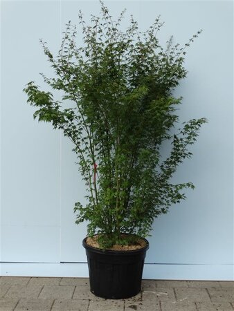 Acer palmatum 175-200 cm cont. 70L meerstammig - afbeelding 2