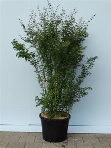 Acer palmatum 175-200 cm cont. 70L meerstammig - afbeelding 2