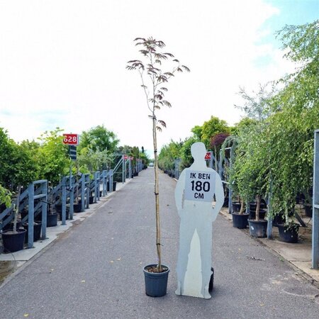 Albizia julibr. 'Evi's Pride' 180 cm stem cont. 18L - image 1