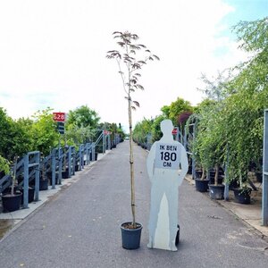 Albizia julibr. 'Evi's Pride' 180 cm stem cont. 18L