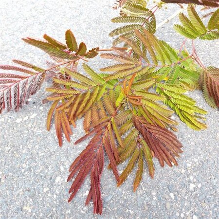 Albizia julibr. 'Evi's Pride' 180 cm stem cont. 18L - image 2