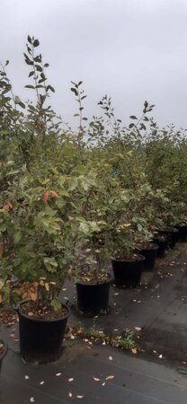 Amelanchier lamarckii 175-200 cm cont. 50L meerstammig
