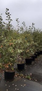 Amelanchier lamarckii 175-200 cm cont. 50L meerstammig