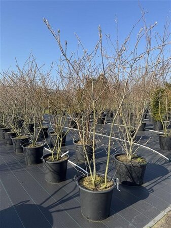 Amelanchier lamarckii 175-200 cm cont. 50L meerstammig - afbeelding 2