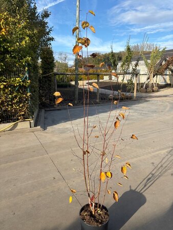 Betula utilis 'Doorenbos' 125-150 cm cont. 12L meerstammig