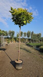Catalpa bungei 10-12 Hoogstam cont. 25L