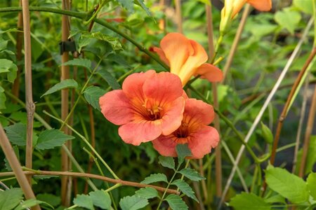 Campsis t. 'Mme Galen' 125-150 cm cont. 7,5L