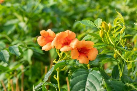 Campsis t. Indian Summer 150-175 cm cont. 7,5L - afbeelding 1