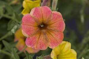 Campsis t. Indian Summer 150-175 cm cont. 7,5L - afbeelding 2