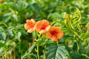 Campsis t. Indian Summer 150-175 cm cont. 7,5L