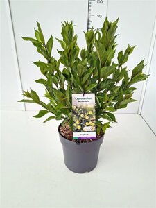 Cephalanthus occidentalis 50-60 cm cont. 10L