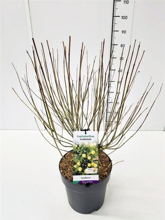 Cephalanthus occidentalis 50-60 cm cont. 10L - afbeelding 3