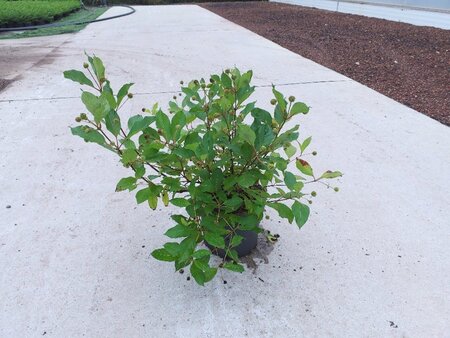 Cephalanthus occidentalis 50-60 cm cont. 10L - afbeelding 4