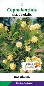Cephalanthus occidentalis 50-60 cm cont. 10L - afbeelding 2