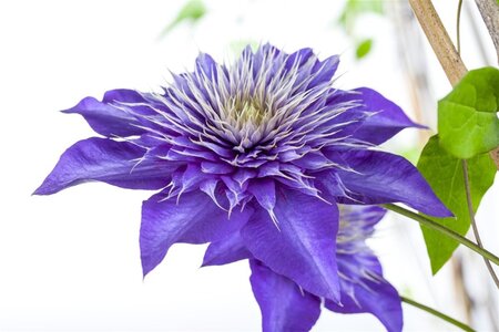 Clematis 'Multi Blue' 80-100 cm cont. 3,0L - afbeelding 1