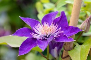 Clematis 'Multi Blue' 80-100 cm cont. 3,0L - afbeelding 2
