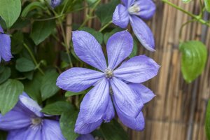 Clematis 'Mrs Cholmondeley' 80-100 cm cont. 3,0L