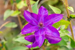 Clematis 'The President' (paars) 80-100 cm cont. 3,0L