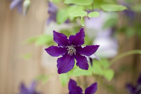 Clematis 'Rasputin' 80-100 cm cont. 3,0L