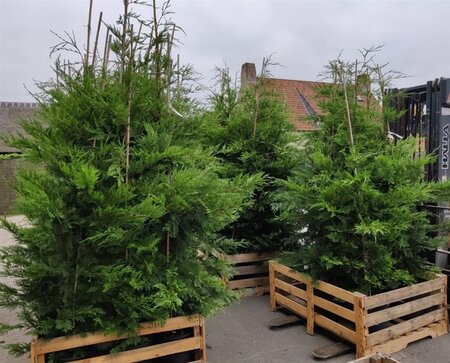 Cupressocyparis leylandii 150-175 cm cont. 12L - afbeelding 4