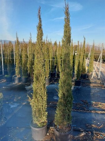 Cupressus semp. 'Pyramidalis' 150-175 cm cont. 18L - afbeelding 2
