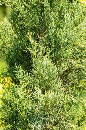 Cupressus semp. 'Pyramidalis' 175-200 cm cont. 25L - afbeelding 1