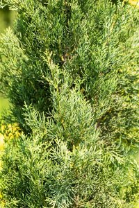 Cupressus semp. 'Pyramidalis' 175-200 cm cont. 25L
