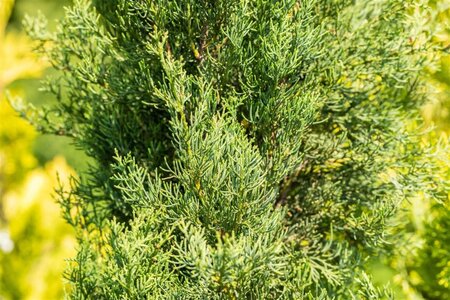 Cupressus semp. 'Pyramidalis' 175-200 cm cont. 25L - afbeelding 3
