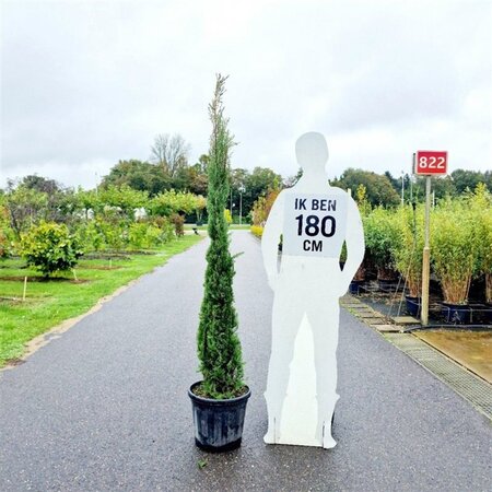 Cupressus semp. 'Pyramidalis' 175-200 cm cont. 25L - afbeelding 5