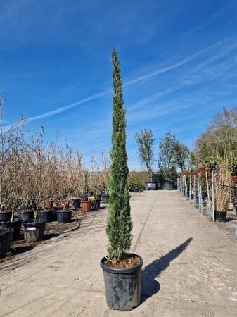 Cupressus semp. 'Pyramidalis' 175-200 cm cont. 25L - afbeelding 4