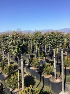 Elaeagnus ebb. 'Compacta' halfstam cont. 18L