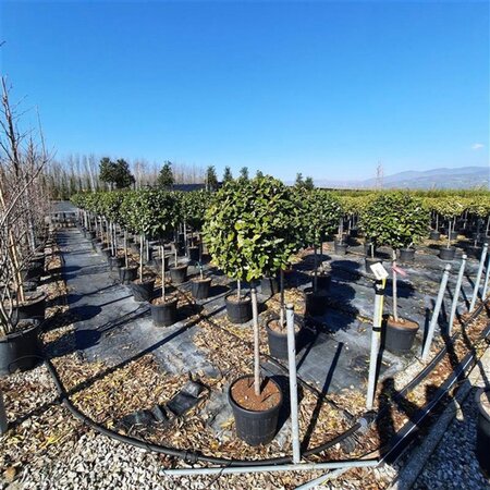 Elaeagnus ebb. 'Compacta' halfstam cont. 18L - afbeelding 1