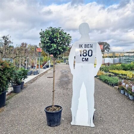 Elaeagnus ebb. 'Compacta' halfstam cont. 18L - afbeelding 2