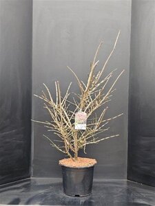 Euonymus alatus 80-100 cm cont. 15L