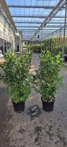 Euonymus japonicus 80-100 cm cont. 10L