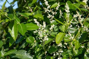 Fallopia aubertii = Polygonum 60-80 cm cont. 2,0L - afbeelding 2