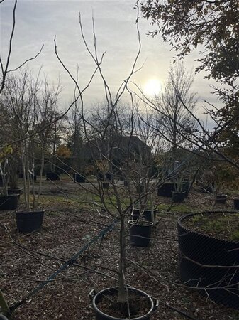 Gleditsia triacanthos inermis (DOORNLOOS) 200-250 cm cont. 70L meerstammig - afbeelding 3