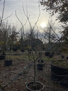 Gleditsia triacanthos inermis (DOORNLOOS) 200-250 cm cont. 70L meerstammig - afbeelding 3