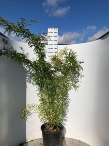Gleditsia triacanthos inermis (DOORNLOOS) 200-250 cm cont. 70L multi-stem