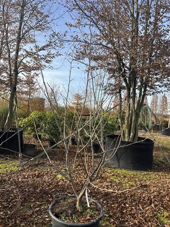 Gleditsia triac. 'Sunburst' 200-250 cm cont. 70L meerstammig