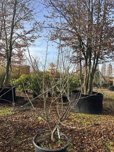 Gleditsia triac. 'Sunburst' 200-250 cm cont. 70L meerstammig