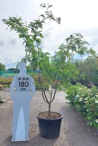 Gleditsia triac. 'Sunburst' 200-250 cm container meerstammig