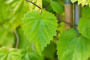 Humulus l. 'Aureus' geen maat specificatie cont. 1L