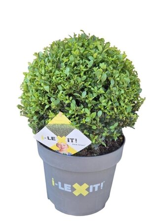 Ilex crenata Dark Green 35 cm cont. 10L bol - afbeelding 3