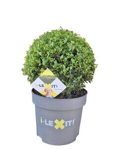 Ilex crenata Dark Green 35 cm cont. 10L bol - afbeelding 4