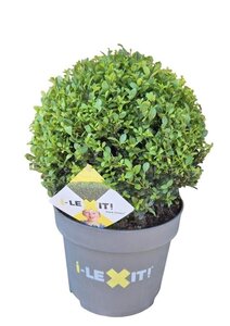 Ilex crenata Dark Green 35 cm cont. 10L bulb - image 3