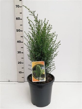 Juniperus comm. 'Arnold' 40-50 cm cont. 3,5L - afbeelding 2