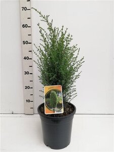 Juniperus comm. 'Arnold' 40-50 cm cont. 3,5L - afbeelding 2