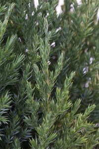 Juniperus chin. 'Stricta' 60-80 cm cont. 7,5L